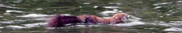 ������������� �����������